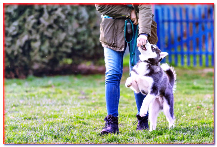 ¿Cómo planificar tus entrenamientos? ¡Descubra cómo enseñarle a su perro nuevos comandos de forma eficaz!