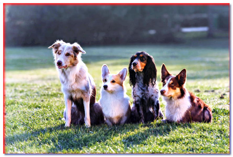 Razas de perros. Catálogo de razas de perros: clasificación ZKwP y FCI