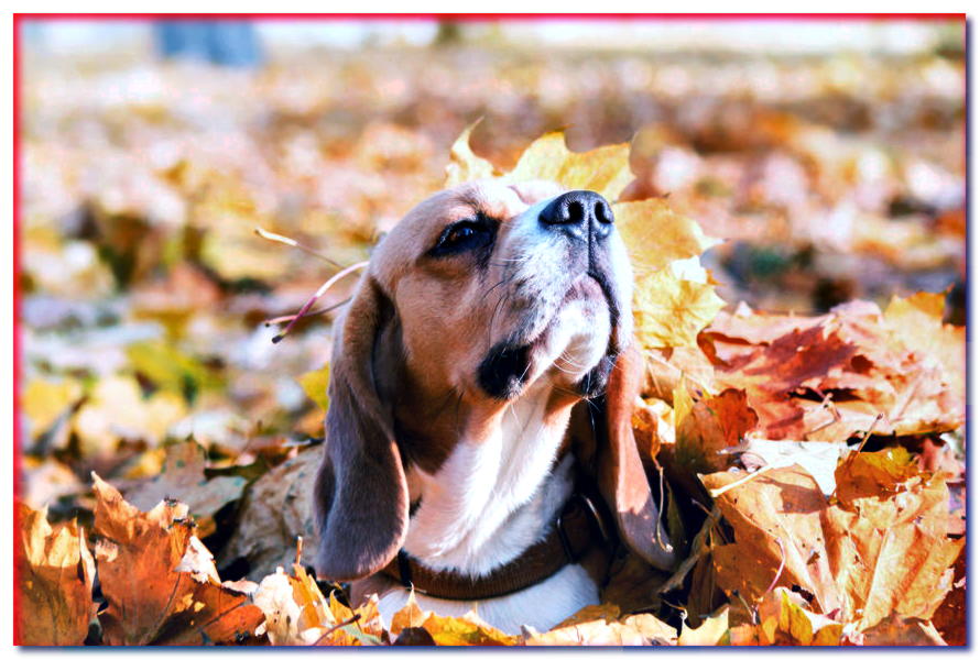 ¿Puede un perro saltar sobre un montón de hojas otoñales?