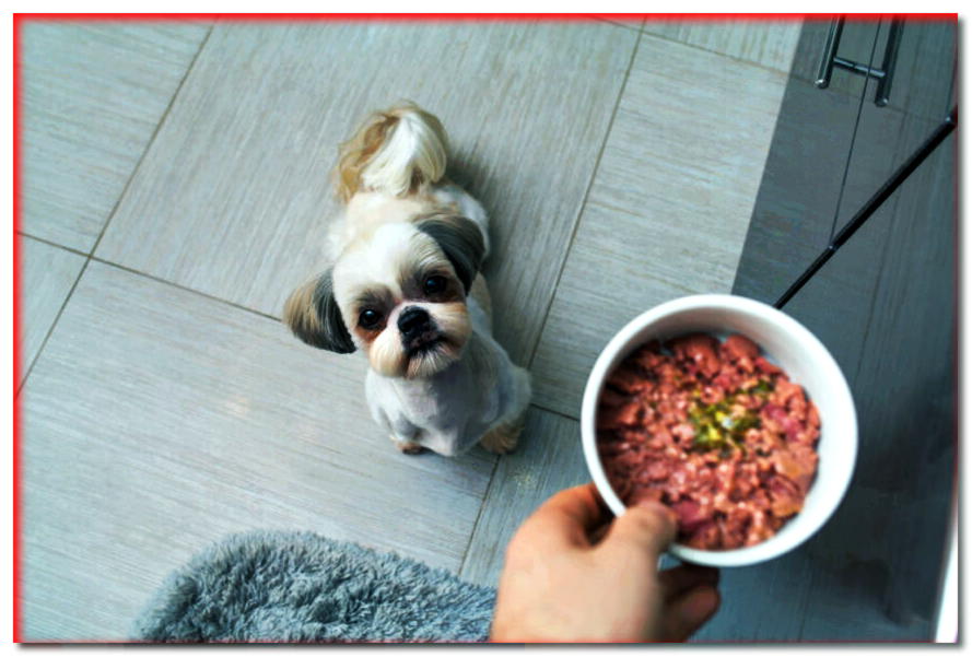 ¡5 hechos que pocas personas conocen sobre la comida húmeda para perros! - dogscap.com