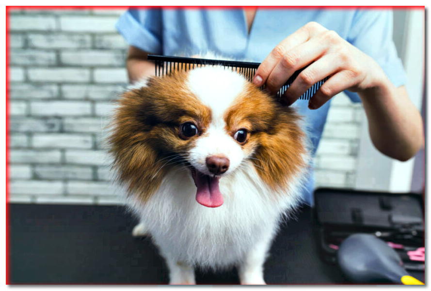 ¡Te será útil! Cuida el pelaje de tu perro, ¿sabes qué usar?