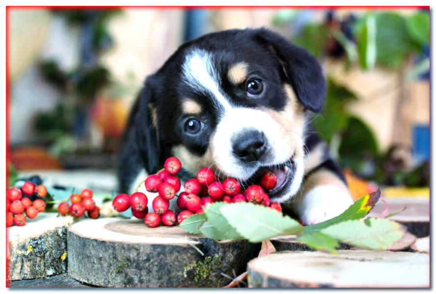 ¡Mareos de frutas! ¿Qué papel juega la fruta en la comida para perros?