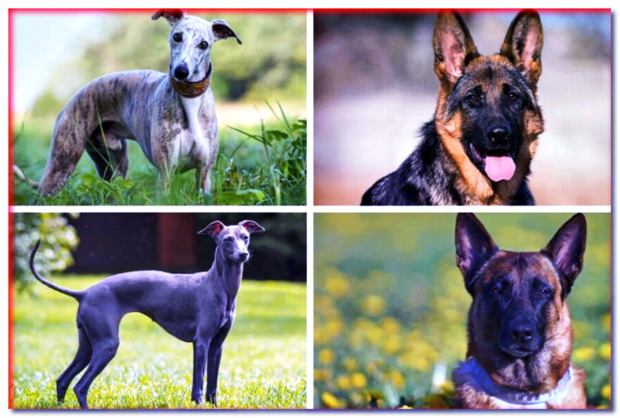 6 razas de perros famosas que se confunden con mayor frecuencia entre sí