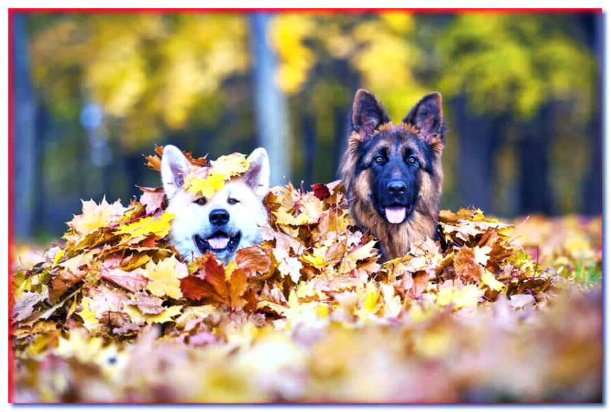 ¡Un regalo o un truco! 3 ideas para jugar al perro en otoño