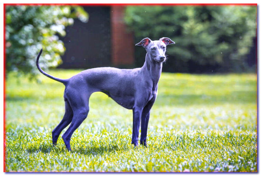 Galgo italiano - razas de perros - dogscap.com