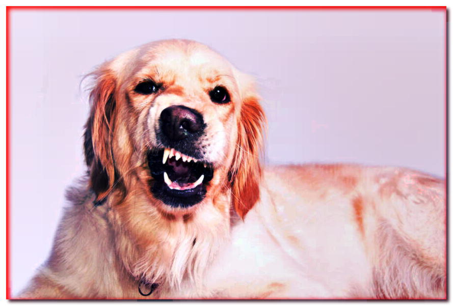 7 comportamientos que harán enojar a tu perro