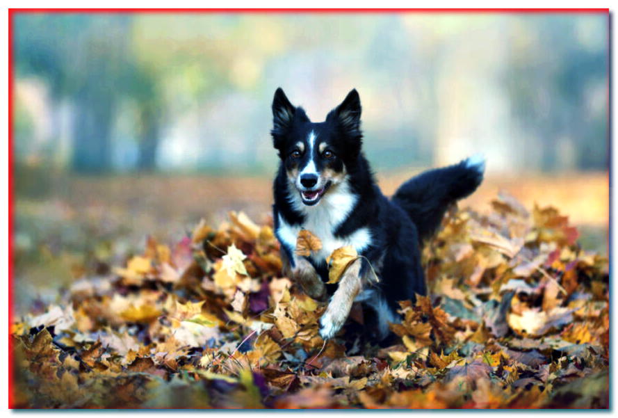 ¡Estar sano! ¿Cómo mantener a tu perro en forma en otoño?