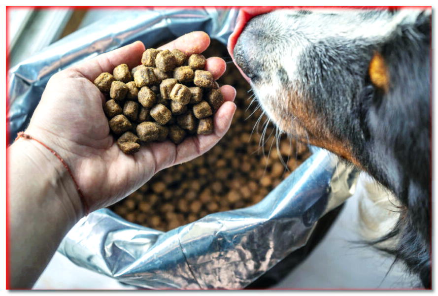 ¿Cómo alimentar adecuadamente a tu perro con comida seca y húmeda? ¡Aquí están las reglas más importantes!