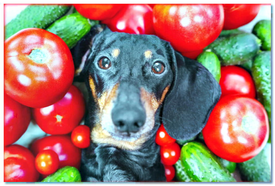 Antioxidantes para perros ¿Por qué vale la pena dárselos?