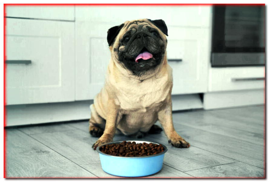 ¿Cómo elegir la comida para perros con sobrepeso?