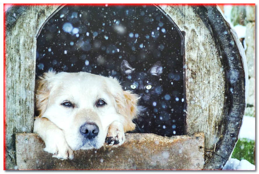 ¿Cómo cuidar a un perro que vive al aire libre en invierno? - dogscap.com