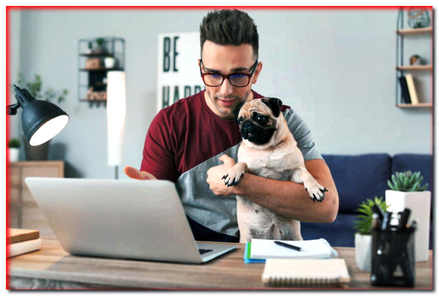 Escuela de perros en línea. ¿Tiene sentido el adiestramiento de perros en línea?