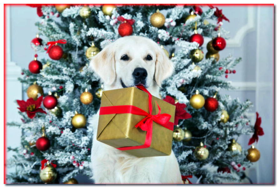 ¡Navidad con el perro! ¿Cómo los organizas?