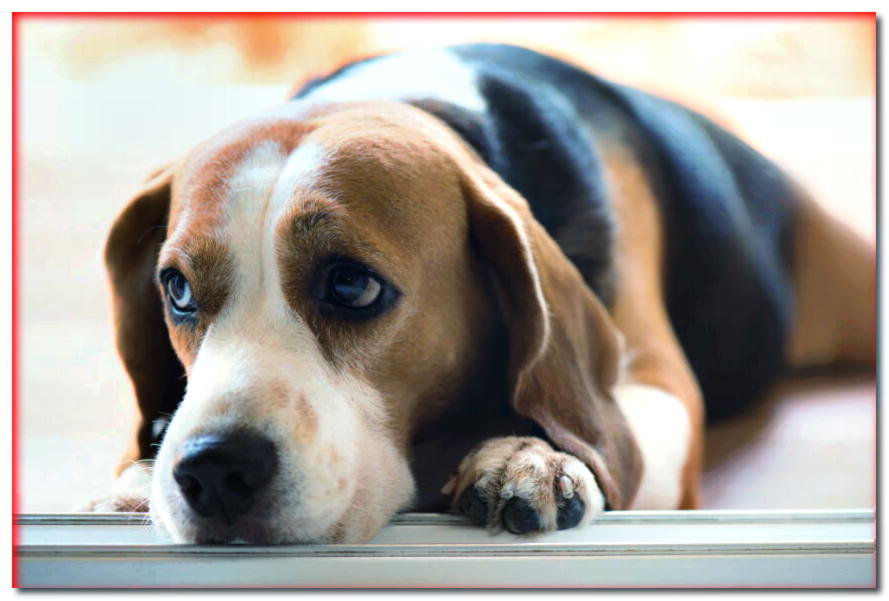 Inflamación del páncreas en un perro. ¿Cómo se manifiesta y cómo tratarlo?