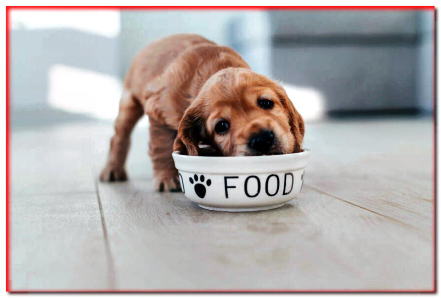 Comida para cachorros. ¿Cómo elegir la comida para cachorros?