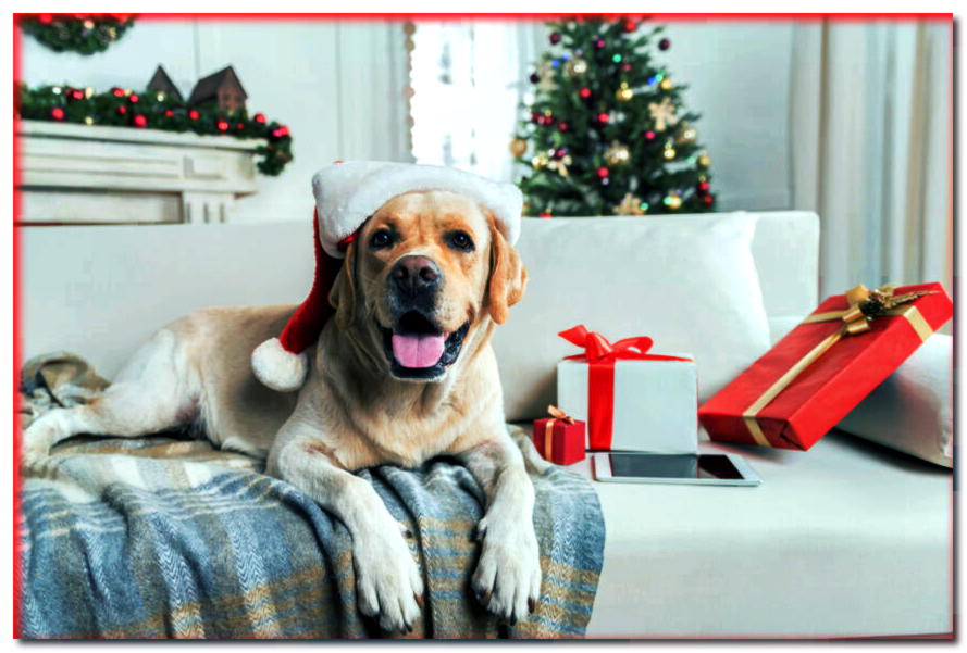 Navidad con el perro. ¡Debes tener esto en cuenta para que estén seguros para él!