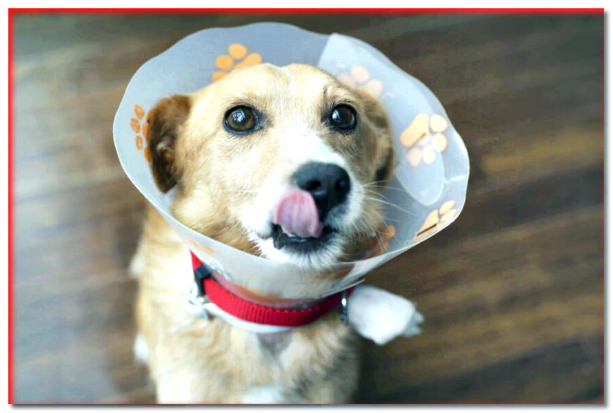 ¿Su perro ha sido operado? ¡Comprueba qué darle de comer! - dogscap.com