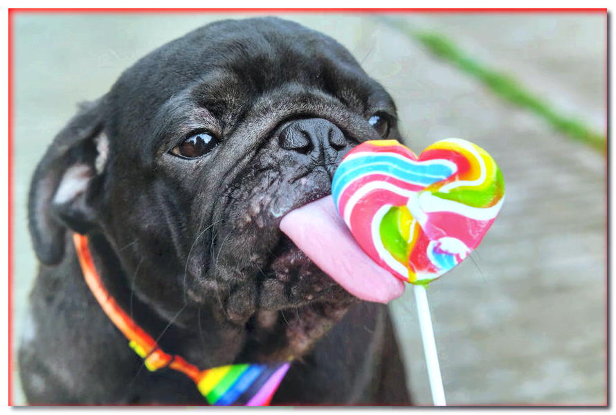 ¿Por qué a los perros les gustan los dulces?