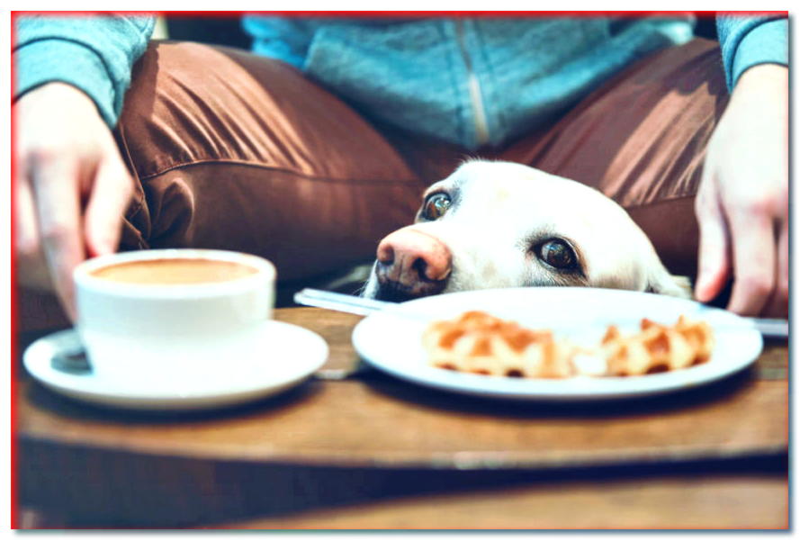 ¿Tu perro está constantemente pidiendo comida? ¡Sabemos cómo desaprender esto! - dogscap.com