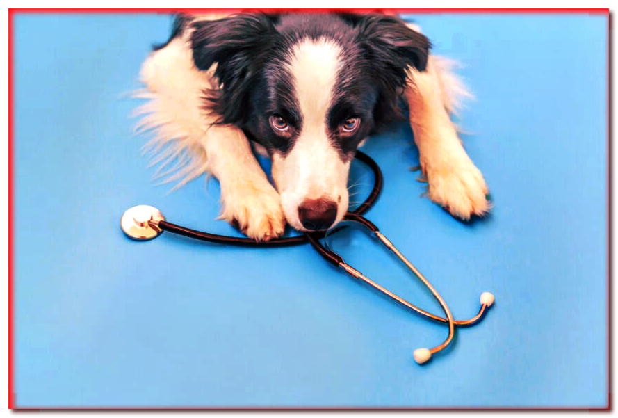 ¿Cuándo debe un perro seguir la dieta veterinaria? - dogscap.com