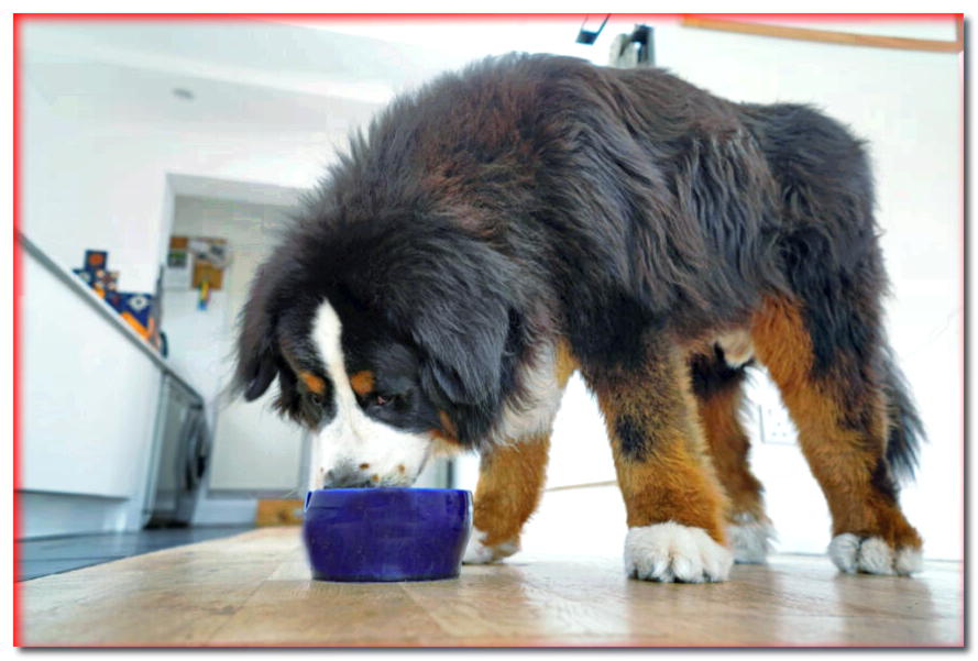 Comida para un perro grande. ¿Cómo elegir la comida para perros de raza gigante?