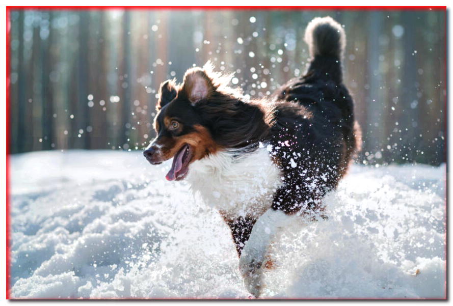 ¡Prepara a tu perro para el invierno! Aquí están los 12 mandamientos del invierno: DEBE saber esto