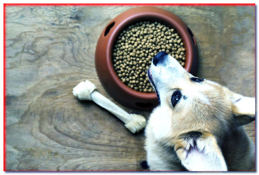 6 mitos sobre la comida para perros