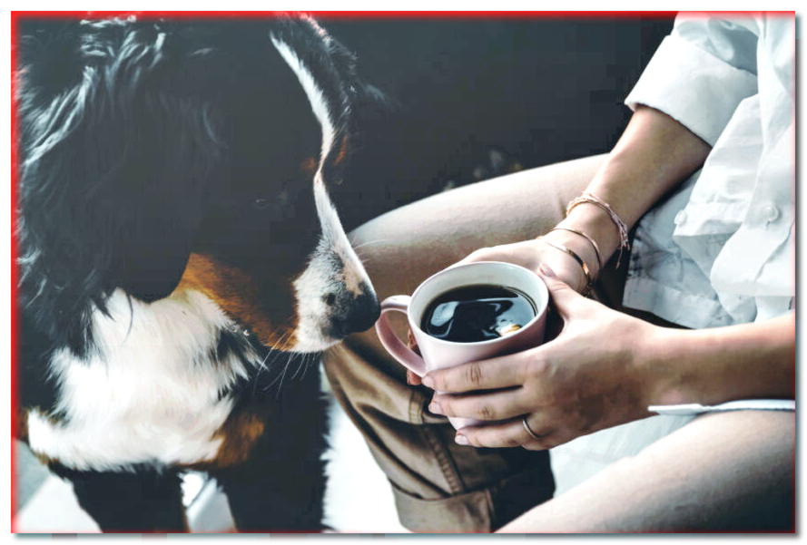 Café para el perro. ¿Puede un perro tomar café?