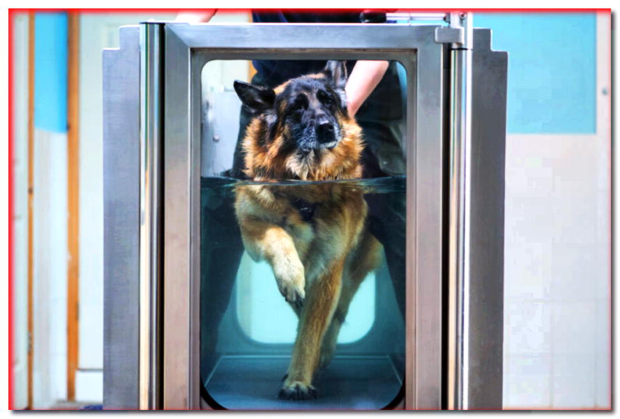 Cinta de agua para perro. ¿Cuándo debería utilizar la hidroterapia?