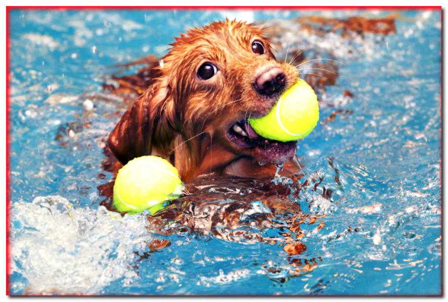 5 razas de perros para jugar junto al agua