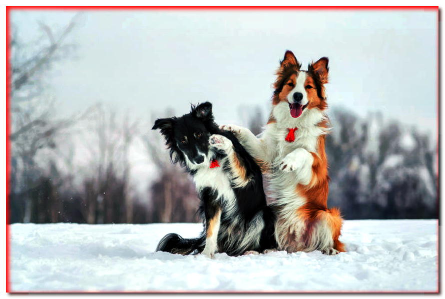 ¿Cómo cuidar las patas de tu perro en invierno?