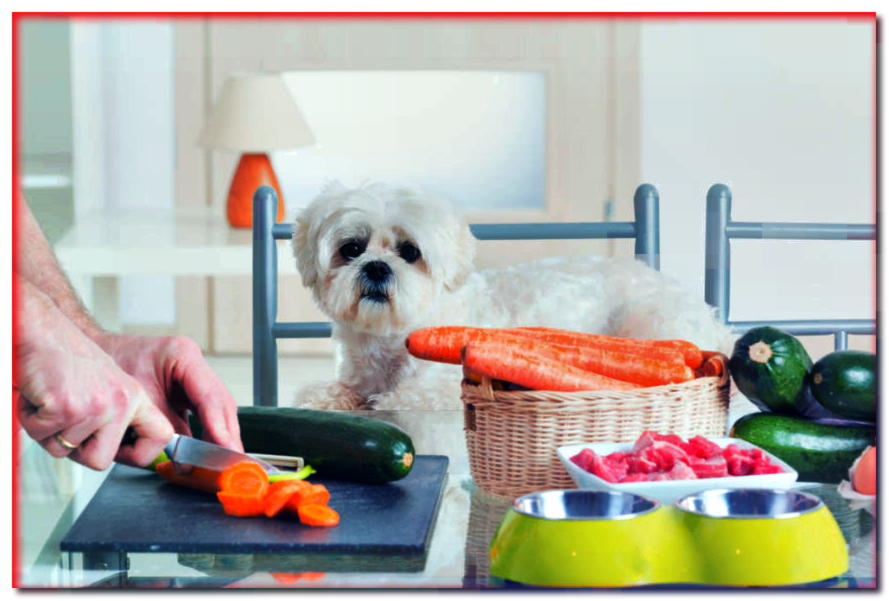 ¿Quieres hacer tu propia comida para perros pero no sabes por dónde empezar? ¡Esta guía es para usted!