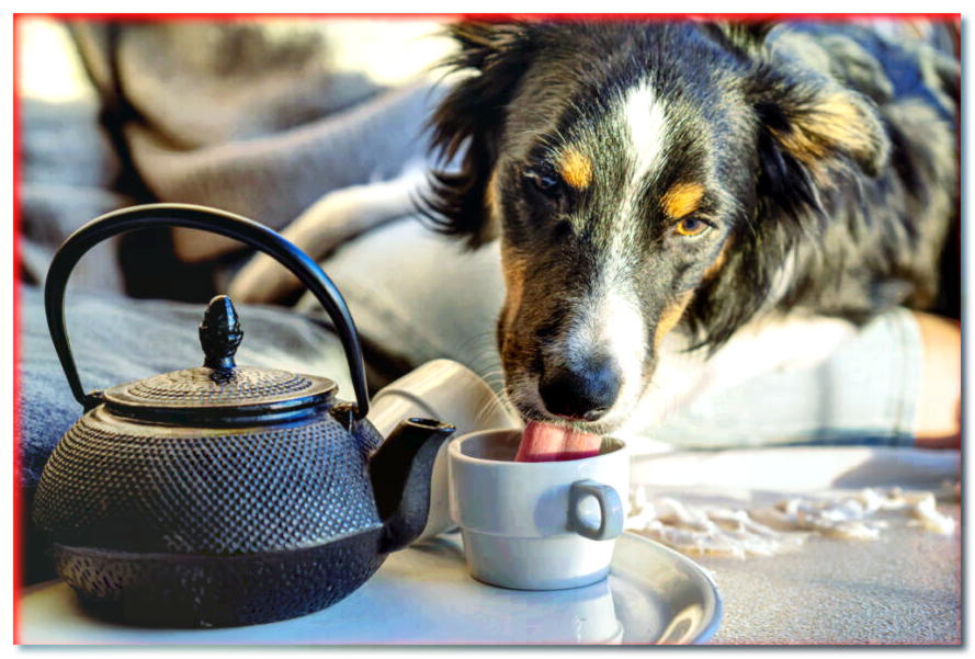 Té para el perro. ¿Puede un perro beber té?