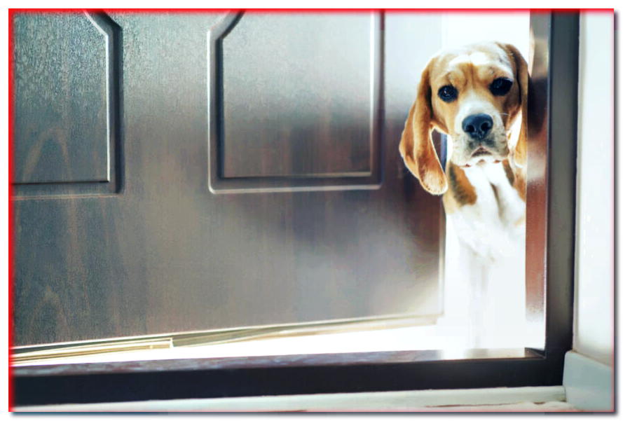 ¡Atención, ahí está INTRUZ! ¿Cómo enseñar a tu perro a recibir a los visitantes con calma?