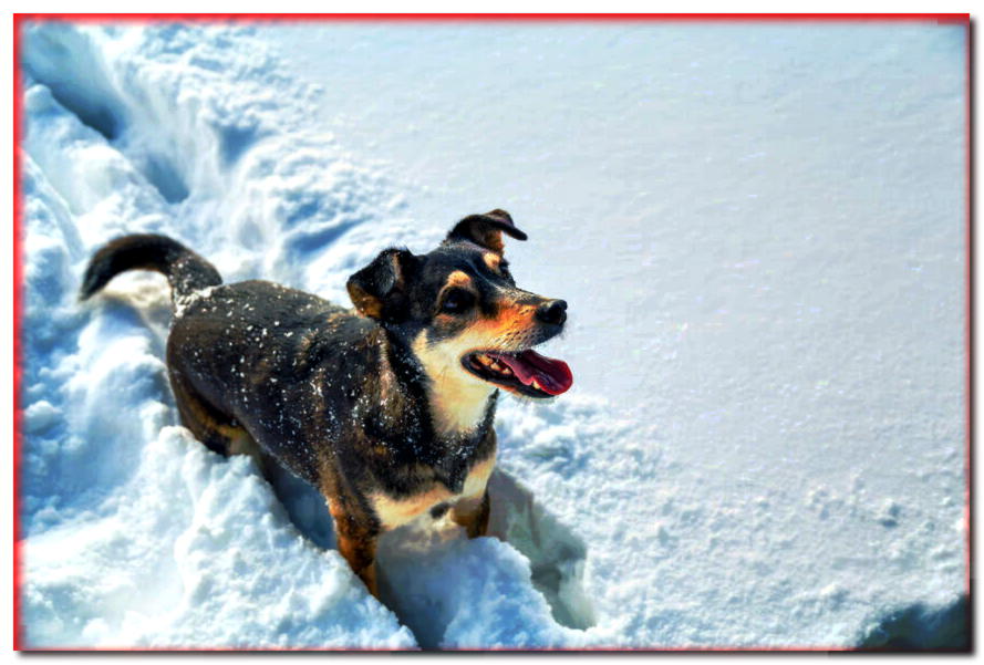 ¿Cómo cuidar a un perro en invierno para que no se resfríe?