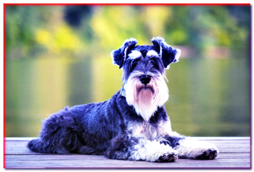 Schnauzer miniatura - descripción, precio - razas de perros - dogscap.com