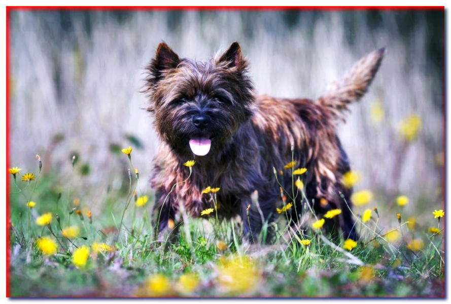 KERN TERRIER - razas de perros - dogscap.com