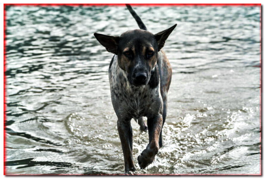 Leptospirosis en un perro. ¿Cómo se manifiesta y cómo tratarlo?