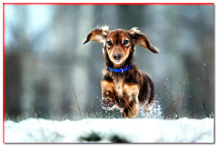 Congelación en perros. ¿Cómo reconocerlos y cómo tratarlos?
