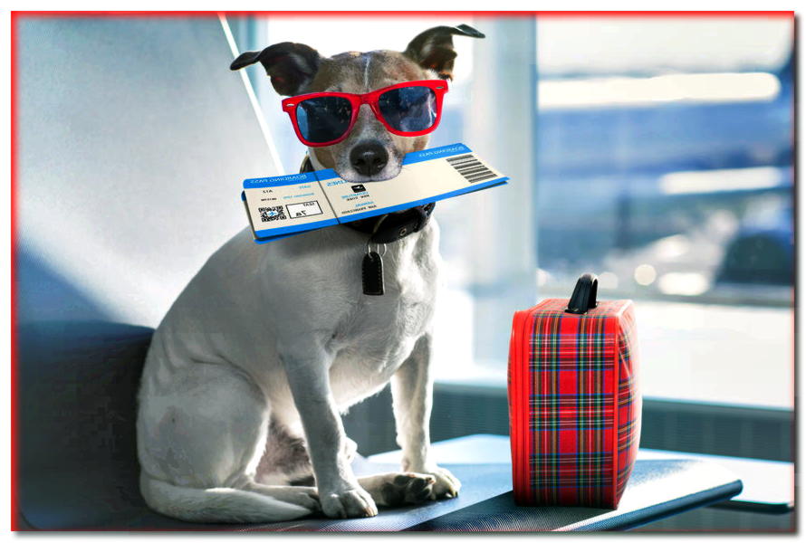 ¿Vas al extranjero con tu perro? ¡Debes saber esto!
