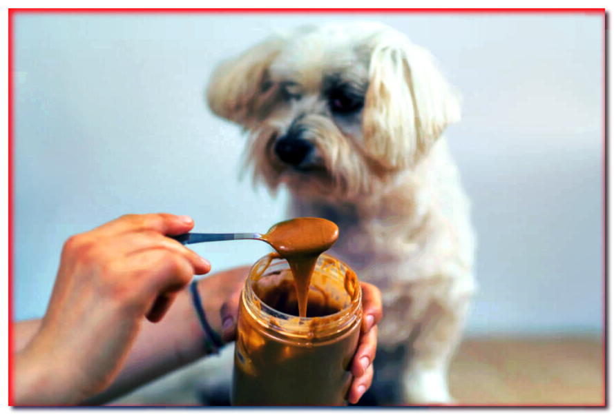 Mantequilla de maní para perro. ¿Puede un perro comer mantequilla de maní?