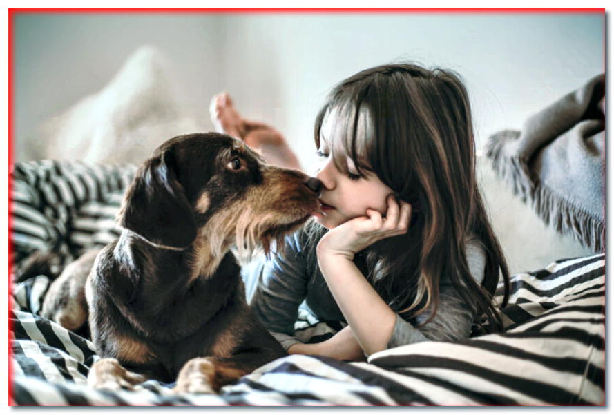 ¡Consejos para los amantes de los perros! ¿Qué hacer para que a los niños les guste el perro?