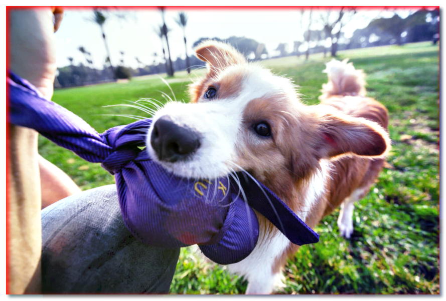 ¿A qué jugar con tu perro en casa y al aire libre? - dogscap.com