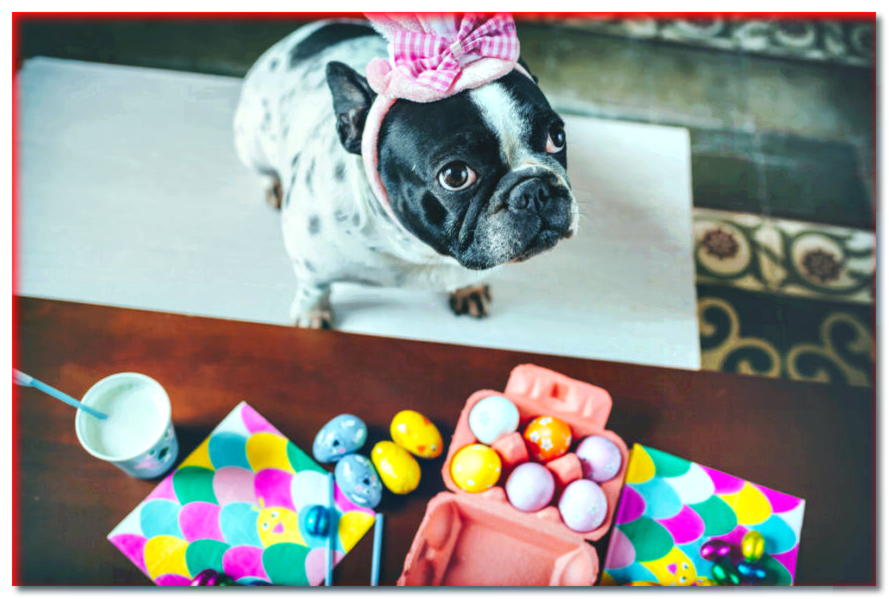 5 razones por las que los perros odian la Pascua + ¡Consejos útiles!