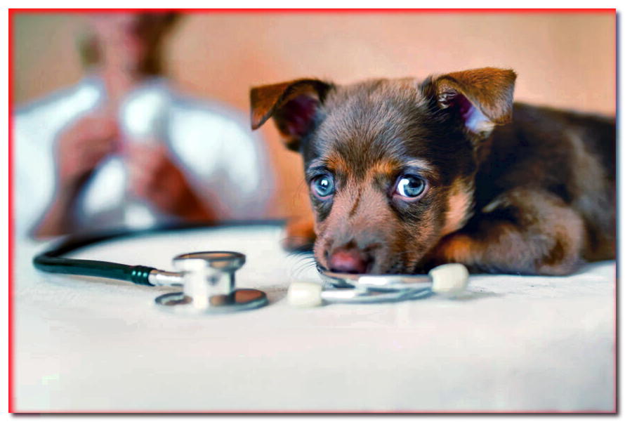 Vid nasal en un perro. ¿Cómo se manifiesta y cómo tratarlo?