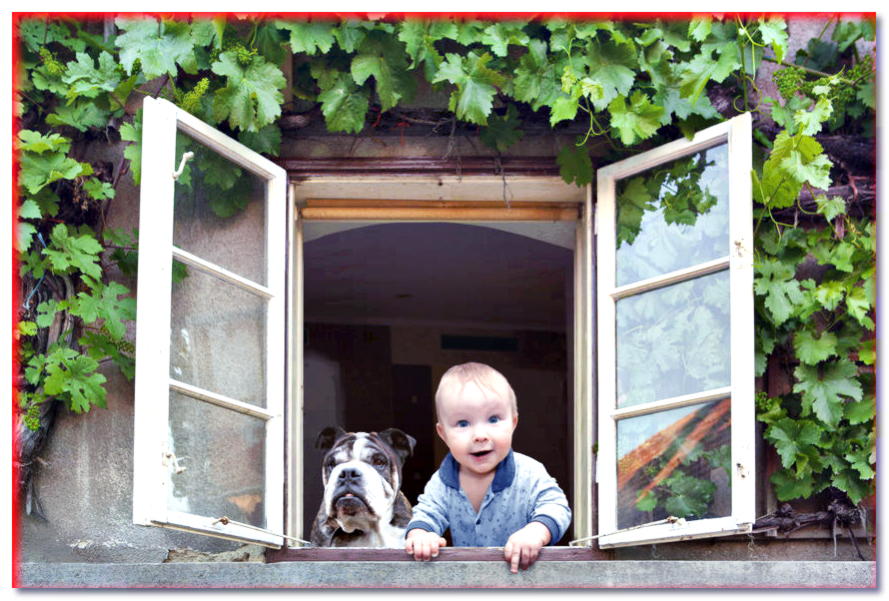 ¿Cómo garantizar la seguridad del niño y el perro en el apartamento?