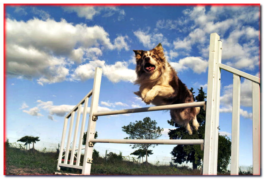 Las 5 mejores razas de agilidad - dogscap.com