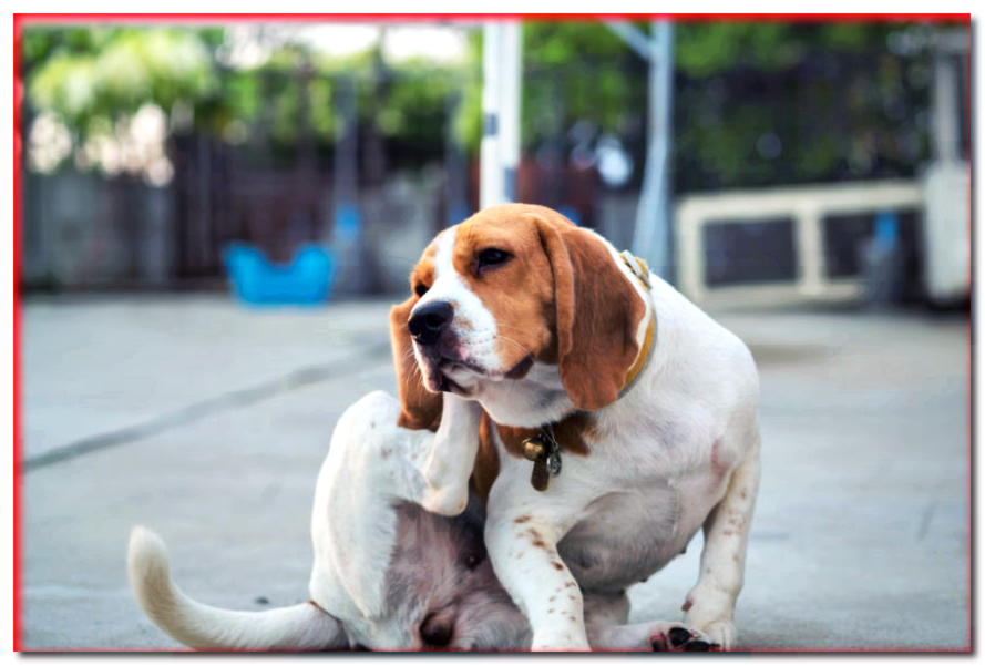 Un perro sin pulgas: la prevención es la madre del éxito