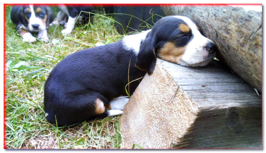 Cachorro de sabueso finlandés durmiendo en el jardín