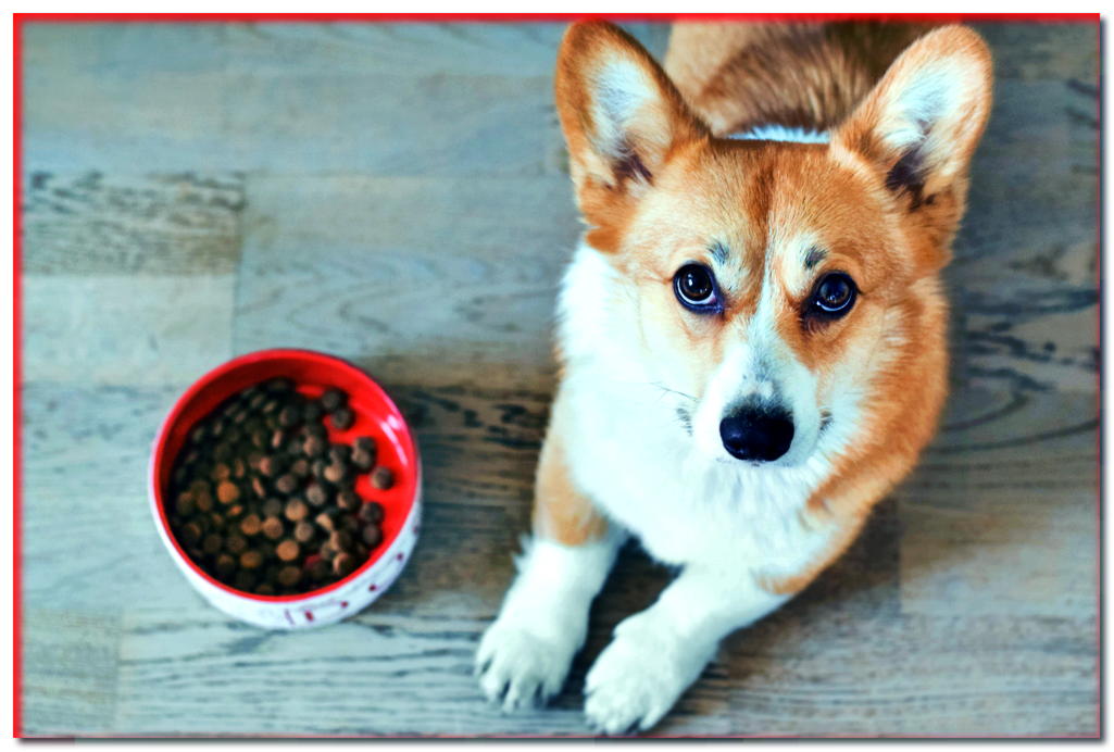 Para el comensal quisquilloso para comer ... Aquí hay 7 formas de evitar que su perro se niegue a comer